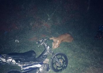 Keadaan lembu yang dirempuh motosikal dalam kemalangan di Jalan Aring 2, Gua Musang kelmarin.