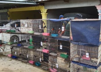 SEBAHAGIAN daripada burung Murai Batu yang dimiliki seorang lelaki berusia 43 tahun dipercayai untuk diseludup keluar negara sebelum dirampas Perhilitan di Felda Simpang Waha, Kota Tinggi, Johor.