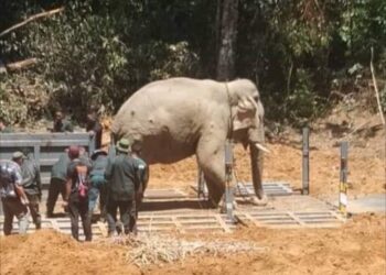 SEEKOR gajah jantan liar dipindahkan dalam satu operasi di Kampung Pak Ba, Setiu, semalam.