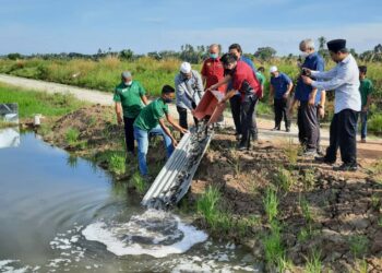 ZAKARIA Othman (tiga dari kiri) melepaskan ikan puyu hibrid di dalam sawah pada Majlis Pelepasan Benih Ikan Puyu Hibrid dan Serahan Pembiayaan Mikro Bangkit Pembangunan Usahawan Estet Padi di Kampung Padang Lumat, Yan, Kedah, hari ini. - UTUSAN/MOHD. RIFAAT ABD. HAMID