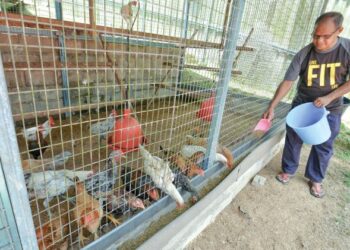 AYAM boleh diberi makan dedak sawit sebagai alternatif kepada soya dan jagung. – GAMBAR HIASAN/MOHD. SHAHJEHAN MAAMIN