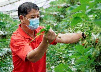 KAWASAN pertanian yang sedia wujud wajar diwartakan sebagai kawasan pengeluaran makanan kekal. – GAMBAR HIASAN/ZULFACHRI ZULKIFLI