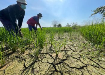 PETANI menunjukkan keadaan pokok padi yang terbantut kesan ketiadaan bekalan air di Bendang Gaal, Pasir Puteh, Kelantan. - UTUSAN/ TOREK SULONG