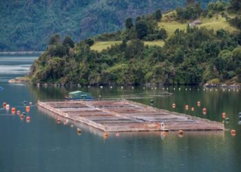 PENCEMARAN di beberapa kolam ternakan ikan salmon didakwa menyebabkan pembentukan alga yang mengurangkan kadar oksigen dalam air. - AFP