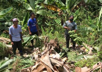 JEMAU Alang (kiri) bersama anaknya menunjukkan pokok pisang yang baru mengeluarkan hasil musnah diserang sekumpulan gajah liar di Kampung Char, Pos Hendrop, Gua Musang, Kelantan. - UTUSAN/AIMUNI TUAN LAH