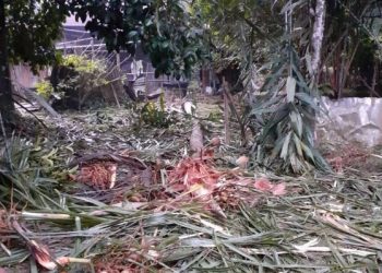 GAJAH liar menceroboh dan memusnahkan tanaman milik penduduk di Kampung Gusai, Ulu Tembeling, Jerantut, Pahang.