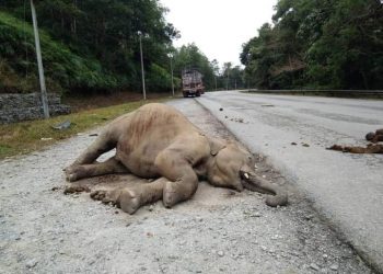 ANAK gajah yang ditemukan mati dipercayai dilanggar kenderaan berat di JRTB Gerik-Jeli dekat Gerik, Perak,  semalam. - MEDIA SOSIAL