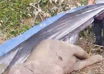 ANAK gajah jantan yang mati akibat dilanggar sebuah kereta di Batu 10 Jalan Kota Tinggi-Mersing di Kota Tinggi, Johor,  hari ini. - IHSAN  PERHILITAN