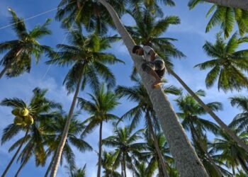 MUHAMMAD Amin Abdul Rahman memiliki kelebihan memanjat pokok kelapa dalam tempoh hanya 15 saat bagi menurunkan buah kelapa muda untuk dijual di kedai hidangan celup tepung di sekitar Pantai Penarik di Setiu. - UTUSAN/PUQTRA HAIRRY ROSLI