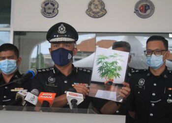 SOFFIAN Santong menunjukkan gambar pokok ganja yang dirampas daripada seorang suspek ketika serbuan di Pulau Tikus, Georgetown, Pulau Pinang. - UTUSAN/MUHAMMAD FIRDAUS AMRAN