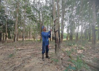 Pengeluaran getah asli negara sebahagian besarnya disumbangkan oleh sektor pekebun kecil. – GAMBAR HIASAN