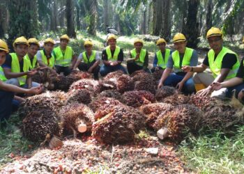 Pelajar BSPP didedahkan dengan teknik penuaian tandan buah kelapa sawit.