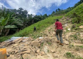 TINJAUAN di kawasan pencerobohan Hutan Simpan Kekal (HSK) Bukit Tinggi di Bentong, Pahang mendapati kira-kira 2,500 perdu halia Bentong dimusnahkan dan digantikan dengan 250 pokok balak spesis merawan.