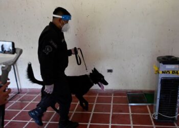 SEEKOR anjing terlibat dalam latihan mengesan Covid-19 di Lapangan Terbang Antarabangsa San Oscar Romero di San Luis Talpa, El Salvador. - AFP