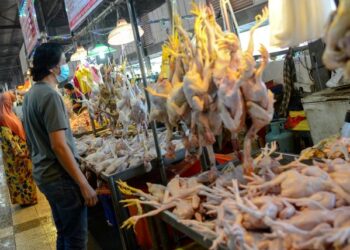 HARGA ayam dijangka stabil apabila kerajaan membawa masuk 5.5 juta ekor ayam sejuk beku mulai bulan ini.