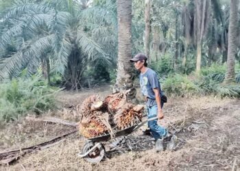 KEJATUHAN harga sawit antara RM600 hingga RM650 bagi satu tan metrik meresahkan pekebun kecil.