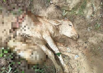 HAIWAN ternakan dipercayai dibaham harimau belang di kawasan Bukit Berekeh, Sungai Siput. - UTUSAN