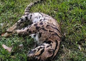 BANGKAI harimau dahan yang dipercayai dilanggar kenderaan ditemui kakitangan Perhilitan ketika melalui Jalan Tapah-Bidor semalam. - MEDIA SOSIAL