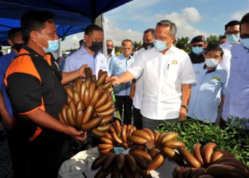 HASNI Mohammad (tengah) melihat buah pisang Raja Udang ketika melawat gerai pameran sambil diperhatikan oleh Samsilbari Jamali (kanan) sempena Majlis Pelancaran Program Mentor Mentee All Cosmos di Peladang Daerah Pontian di Pertubuhan Peladang Kawasan (PPK) Benut, Pontian, Johor. - UTUSAN/RAJA JAAFAR ALI