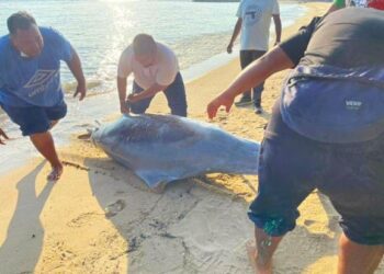 Beberapa orang penduduk membantu mengalihkan bangkai ikan lumba-lumba seberat 250 kilogram yang terdampar di Pantai Puteri, Melaka. - UTUSAN/DIYANATUL ATIQAH ZAKARYA