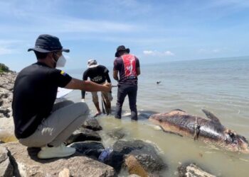 SYAMIL Abdul Rahman (kiri) bersama ahli PNW mengambil sampel dari ikan lumba-lumba yang ditemukan mati terdampar di pesisir pantai berhampiran Kampung Kurung Tengar, Kuala Perlis, semalam. - FOTO/NAZLINA NADZARI