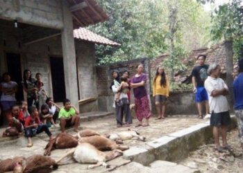 SEBAHAGIAN daripada bangkai kambing yang mati di Cibingbin, Jawa Barat, Indonesia. - AGENSI