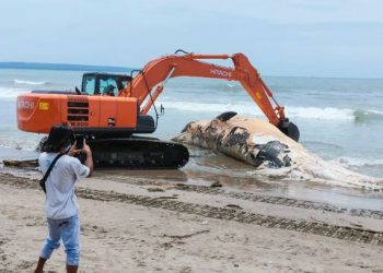 BANGKAI ikaun paus yang terdampar di tepi sebuah pantai di Bali diangkat menggunakan jentera berat. - AFP