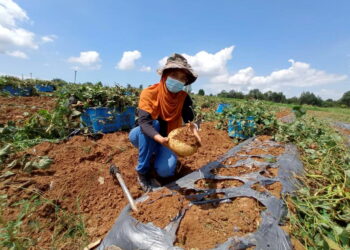 JAMILAH Md. Jamil mengutip buah sengkuang ketika ditemui di kebun ZPM Felda Lok Heng Timur, Kota Tinggi, Johor. - UTUSAN/MASTURAH SURADI