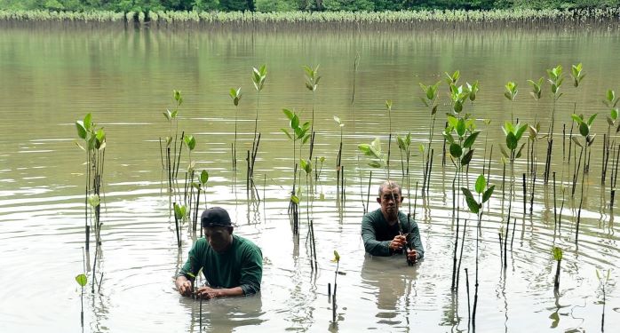 21,000 batang pokok bakau ditanam