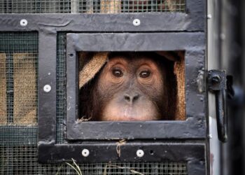 ORANG utan Sumatera diletakkan di dalam sangkar sebelum dihantar balik ke habitat asalnya di Indonesia dengan menaiki pesawat di lapangan terbang Bangkok, Thailand. - AFP