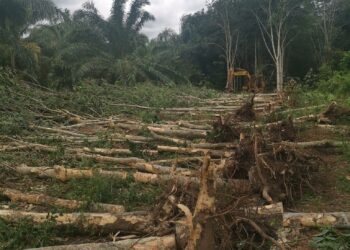 PEKEBUN kecil getah meminta kerajaan membenarkan semula eksport kayu getah bagi mengelak dieksploitasi syarikat tempatan.