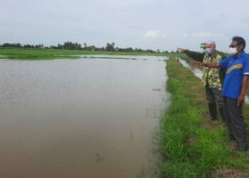 ROSLI Othman (kanan) dan Mutalib Bashah menunjuk sawah mereka  yang ditenggelami air di Kampung Tok Keling, Alor Setar hari ini. - UTUSAN/MOHD. RIFAAT ABD. HAMID