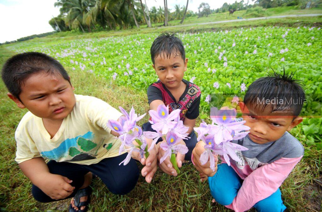 Keladi bunting: Cantik namun mampu ‘menyusahkan – Utusan Digital