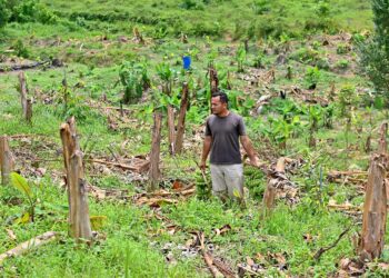 SEORANG pekebun, Ahmadul Masrah Alias, 27, memeriksa tanaman pisang yang diusahakannya sejak dua tahun lalu musnah akibat diceroboh gajah liar di Kampung Basung, Hulu Terengganu, Terengganu. – UTUSAN/PUQTRA HAIRRY