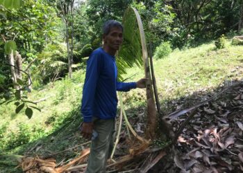 MOHD. Zain Hassan menunjukkan pokok kelapa yang musnah dipercayai angkara beruang di Felda Perasu, Gua Musang, Kelantan. - UTUSAN/AIMUNI TUAN LAH