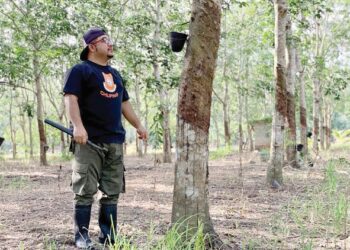 MALAYSIA sebagai pengeluar getah asli berkualiti tinggi menerima kesan jika pekebun menukar tanaman itu kepada kelapa sawit. - UTUSAN/MOHD. SHAHJEHAN MAAMIN