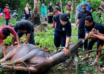 Waktu menyembelih korban bermula selepas selesai khutbah Hari Raya Aidiladha hingga sebelum Maghrib hari 13 Zulhijah.