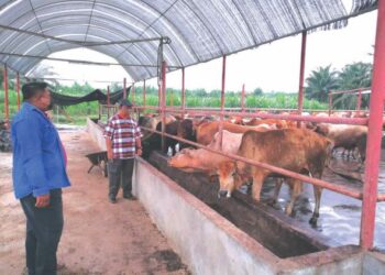 DR. Abdul Razak (kanan) membuat tinjauan di ladang ternakan lembu ahli PPK Kuala Langat, Muhammad Faiz di Permatang Pasir Jugra, Selangor baru-baru ini.