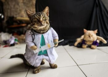 FREDI mendapat idea untuk menjahit baju kucing sejak 2018. - KOMPAS.COM