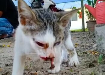 TANGKAP layar rakaman video yang tular di media sosial memaparkan keadaan salah seekor  kucing yang didakwa dipukul dengan sebatang besi oleh seorang wanita di Seberang Jaya, Pulau Pinang, semalam. - FACEBOOK