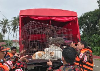 ANGGOTA bomba mengangkat sebahagian daripada 40 ekor kucing yang diselamatkan ke dalam trak di Kuala Krai hari ini. - FOTO/ROSLIZA MOHAMED