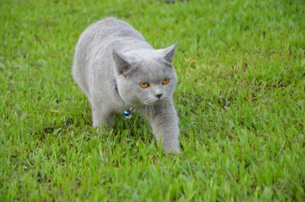 Makanan tambahan bantu cantikkan kucing - Utusan Digital