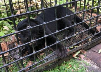 HARIMAU kumbang betina yang berjaya ditangkap Perhilitan di kawasan Perumahan Rantau Bukit di Kertih di Kemaman, hari ini.