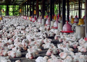 PEMAIN industri tidak mempedulikan lagi soal harga siling ayam apabila barang makanan itu mula dijual bermula dari RM10.40 hingga RM11.50 sekilogram sekarang. - GAMBAR HIASAN