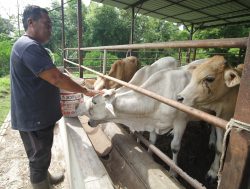 Hanya 15 Ekor Lembu Korban Dijual Utusan Digital