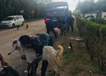 ANTARA lembu dan kambing yang ditangkap MDKS dalam operasi khas di sekitar Kuala Selangor, Selangor, semalam.