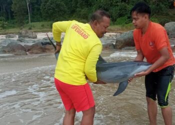  IKAN lumba-lumba yang ditemukan dalam keadaan cedera di Pantai Air Papan, Mersing, Johor. - IHSAN APM MERSING