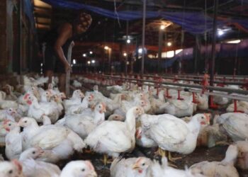 SISTEM pengeluaran ayam bersepadu dalam negara yang menggunakan ramuan tempatan diperlukan bagi menangani isu kenaikan jagung bijirin dan soya import. - UTUSAN/FAISOL MUSTAFA