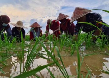 PARA peserta lawatan familirisasi sedang mencedong padi di sawah padi di Kampong Laka, Rompin, Pahang sebagai pengalaman mengenali lebih dekat aktiviti penanam padi. - FOTO/ NIK NAIZI HUSIN