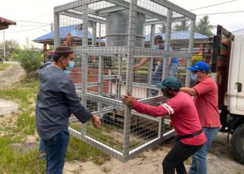 HAHASRIN Hashim  (kiri) membantu mengangkat perangkap monyet liar bersaiz besar untuk dipasang di kawasan Jalan Nuri, Felda Penggeli Timur di Kota Tinggi, Johor. -UTUSAN/MASTURAH SURADI